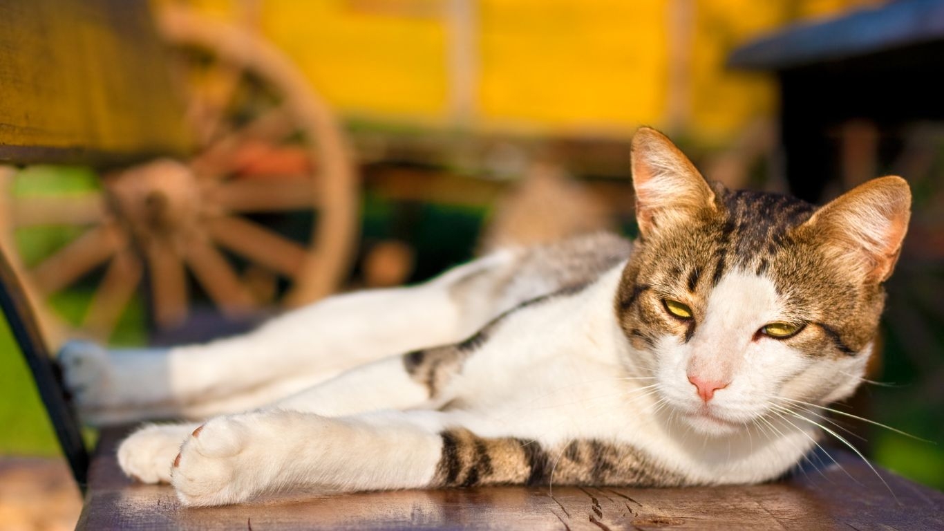 katten en warmte