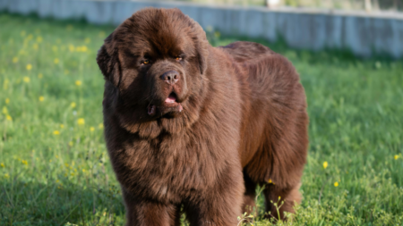 Schijnzwanger hond afbeelding