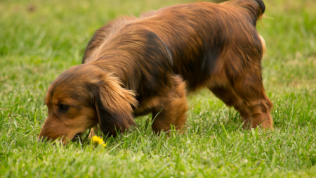 Pollenallergie bij hond en kat afbeelding