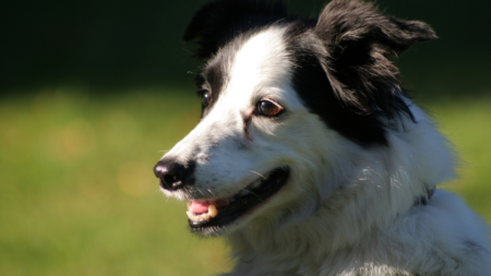 Oudere hond afbeelding