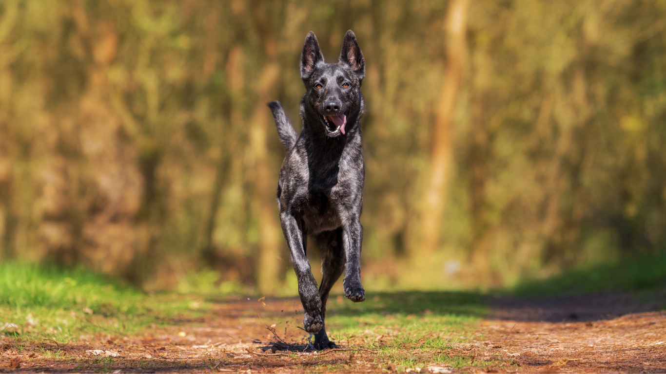 Geslachtshormonen en voortplanting hond