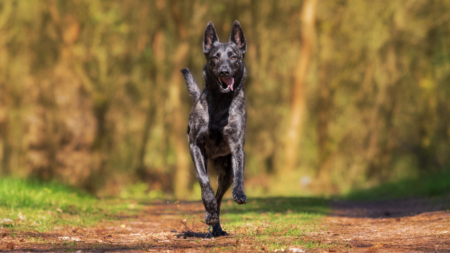 Geslachtshormonen en voortplanting hond afbeelding