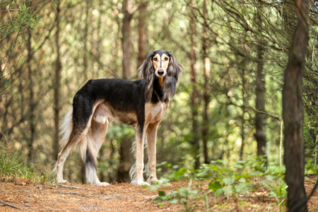 Teken bij hond en kat afbeelding