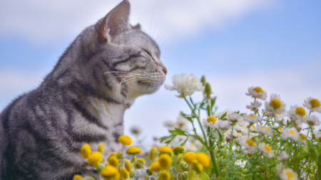 Lelies: prachtige bloemen maar gevaarlijk voor katten! afbeelding