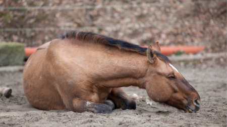 Koliek bij paarden afbeelding