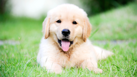 Kleine puppy’s groeien groot afbeelding