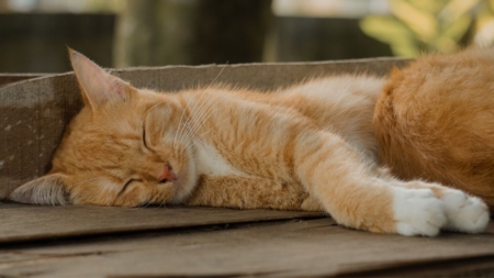 VacciCheck bij katten afbeelding