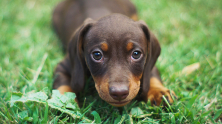 Do’s en don’ts bij de jonge hond afbeelding