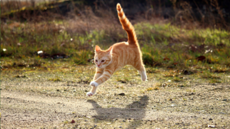 Kater wil niet eten.. afbeelding
