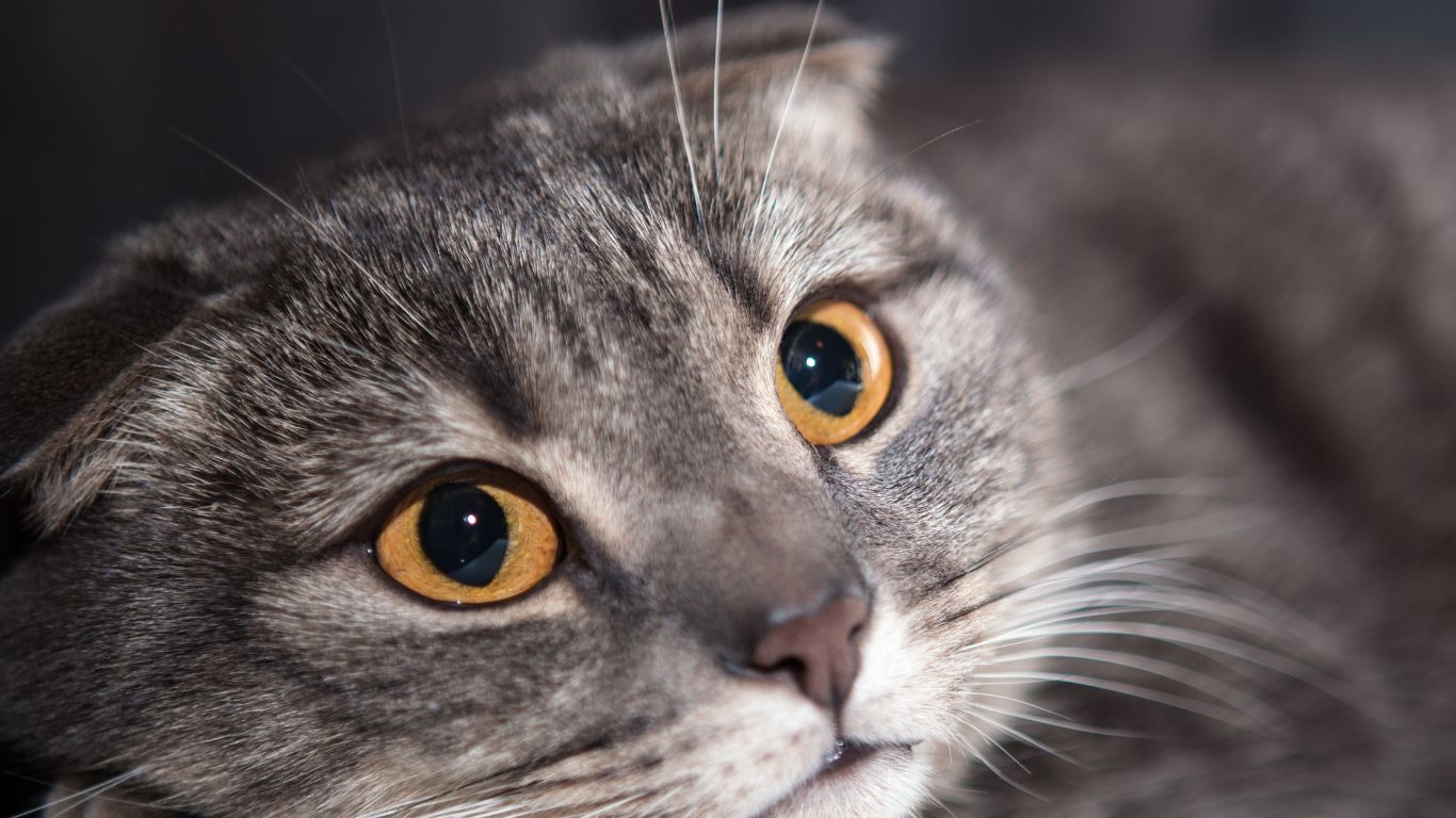 vuurwerkangst kat
