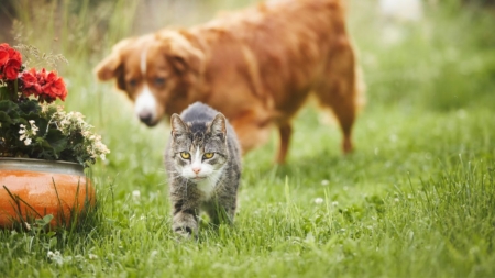 Blaasontsteking bij hond en kat afbeelding