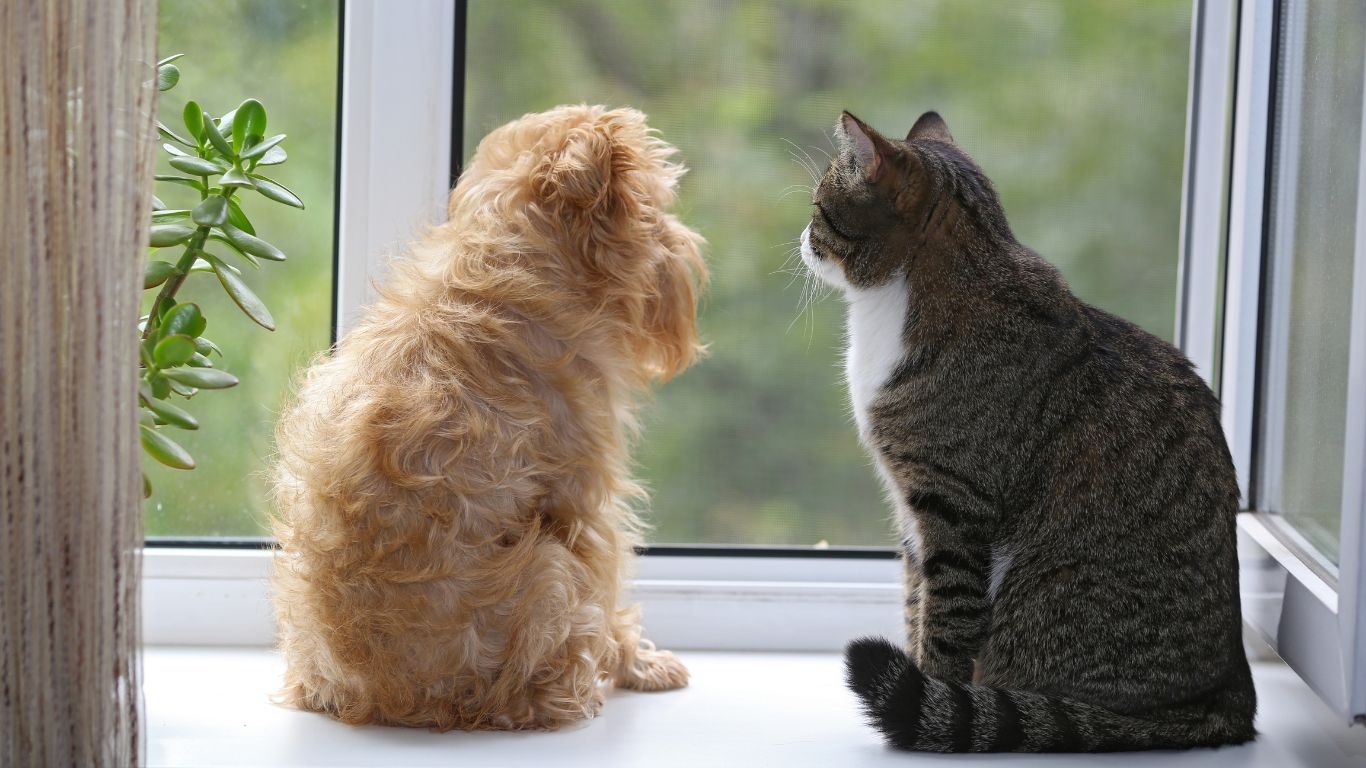 angstige dieren