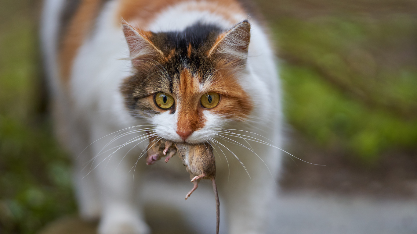 Muisvangende katten
