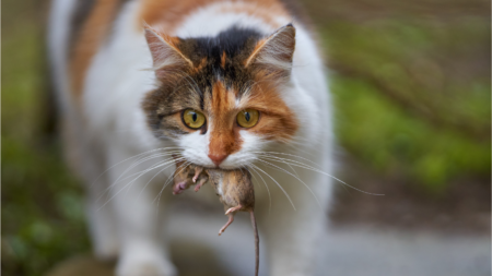 Muizenvangende katten afbeelding