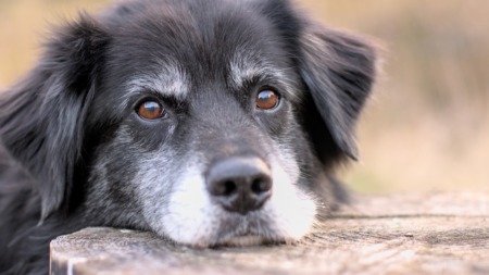 Al eens gedacht aan massage bij een oude hond? afbeelding