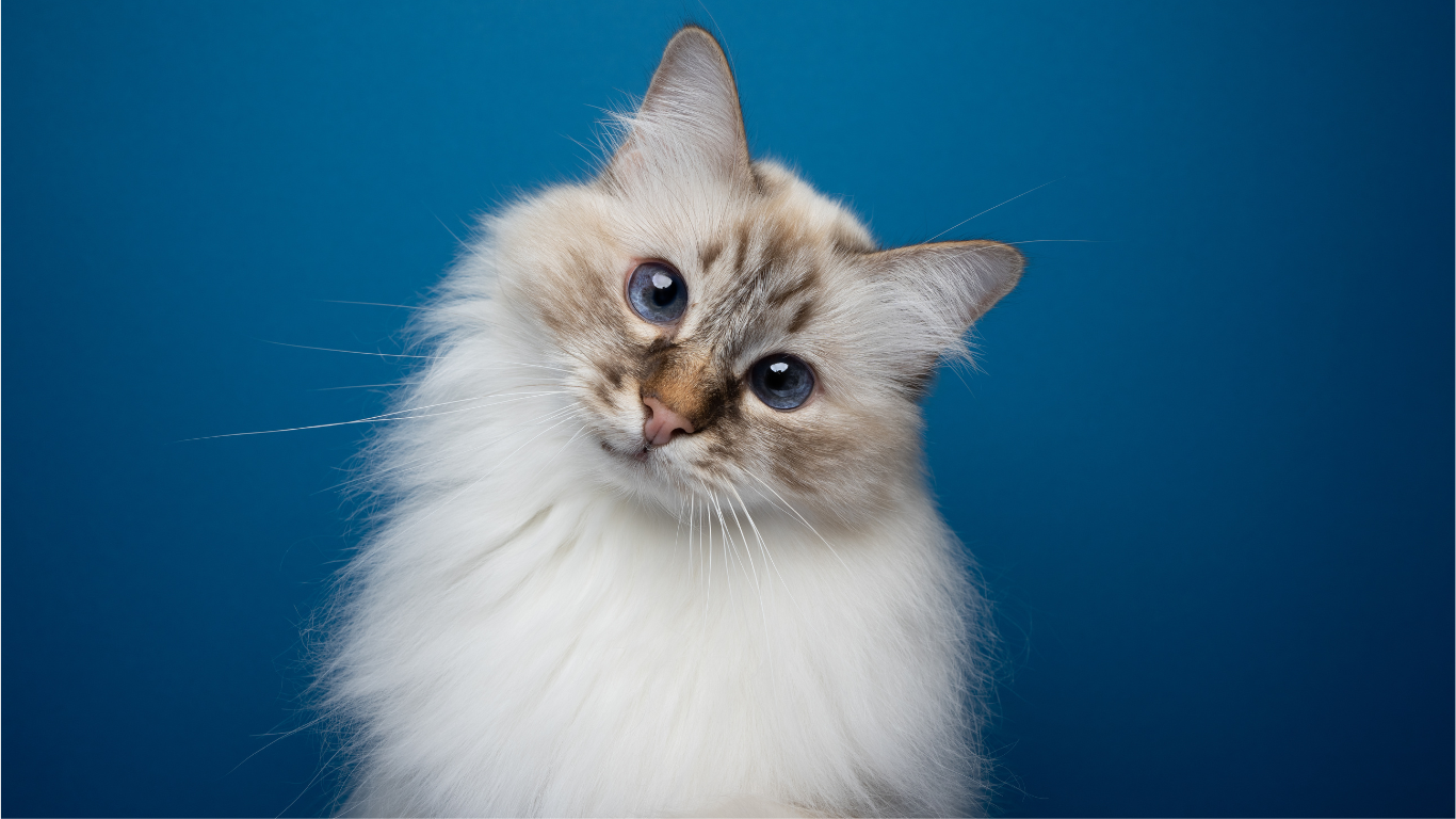 EPA en DHA bij osteoartritis (OA) bij katten