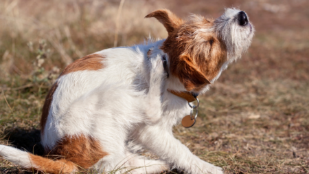 Atopie, jeuk, irritatie of rode tenen bij je hond: dit kan je eraan doen afbeelding