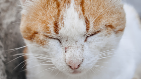 Help! Rits de kat heeft een spoelworm afbeelding