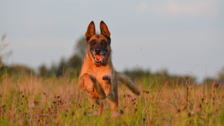 Bij de les blijven is geen koud kunstje voor een enthousiaste hond afbeelding