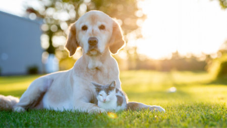 Poes weer weerbaar met Echinacea afbeelding