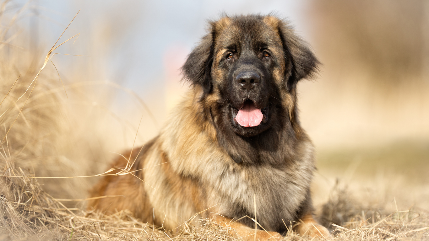 Leonberger geteisterd door hotspot