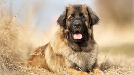 Leonberger geteisterd door hotspot afbeelding