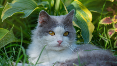 Blaasproblemen bij de kat afbeelding