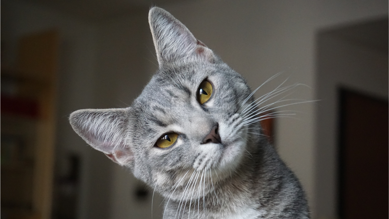 L-Lysine, belangrijk middel tegen virusinfecties bij katten