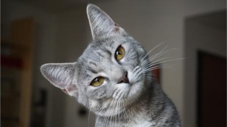 L-Lysine, belangrijk middel tegen virusinfecties bij katten afbeelding