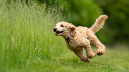 Charlie en de honingzalf: weg ontsteking! afbeelding