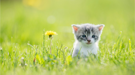Titeren van kittens voor vaccinatie op maat afbeelding