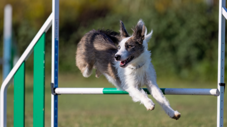Choline bij de 14 jaar oude agility hond afbeelding