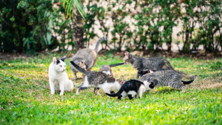 Kyaros Kattenpension: ‘Katten verdienen ook een fijne vakantietijd’ afbeelding