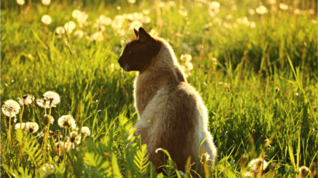 Help mijn kat is krols afbeelding
