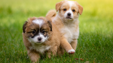 Een gouden mandje voor een buitenlandse hond afbeelding