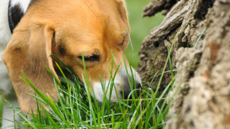 Een grazende hond afbeelding