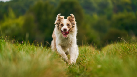 Een hond gekocht in coronatijd afbeelding