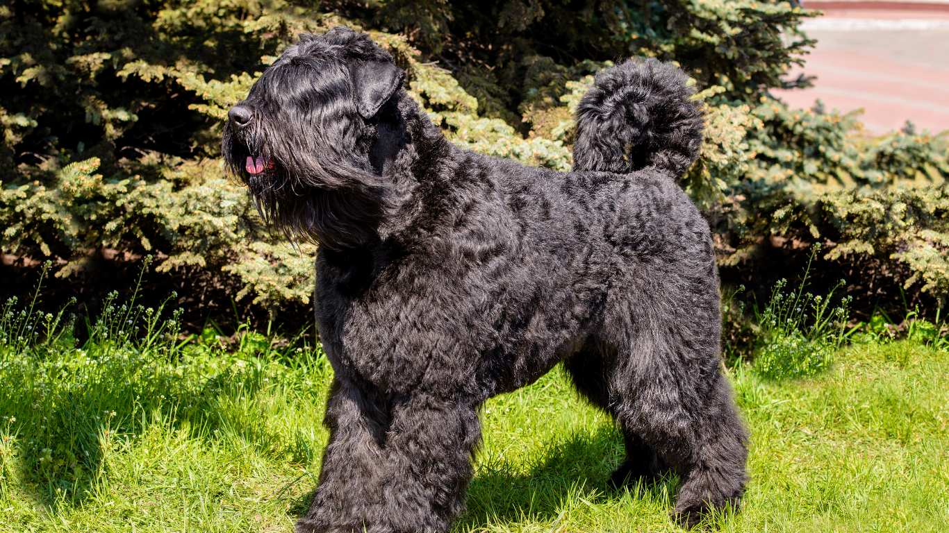 Een te zware hond; oorzaak gevolg