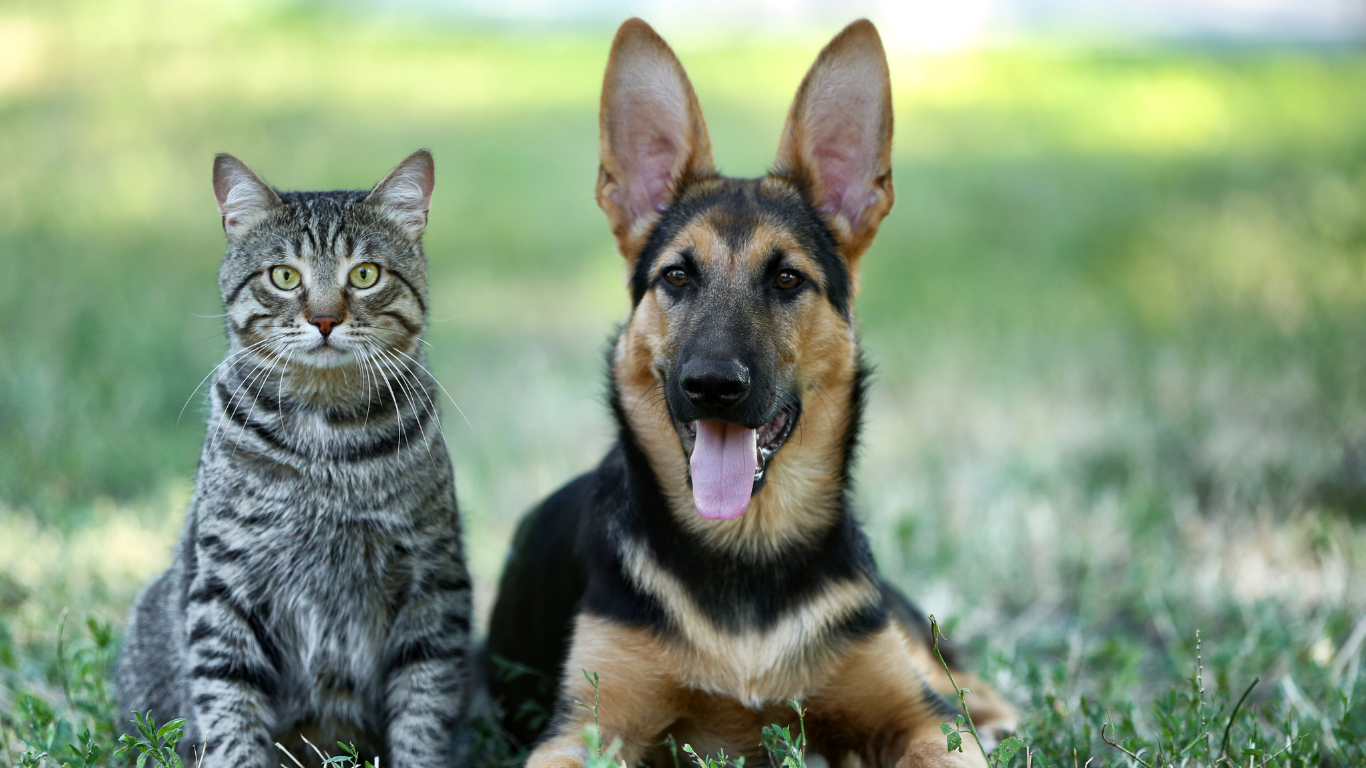 Emotionele weerbaarheid bij de hond
