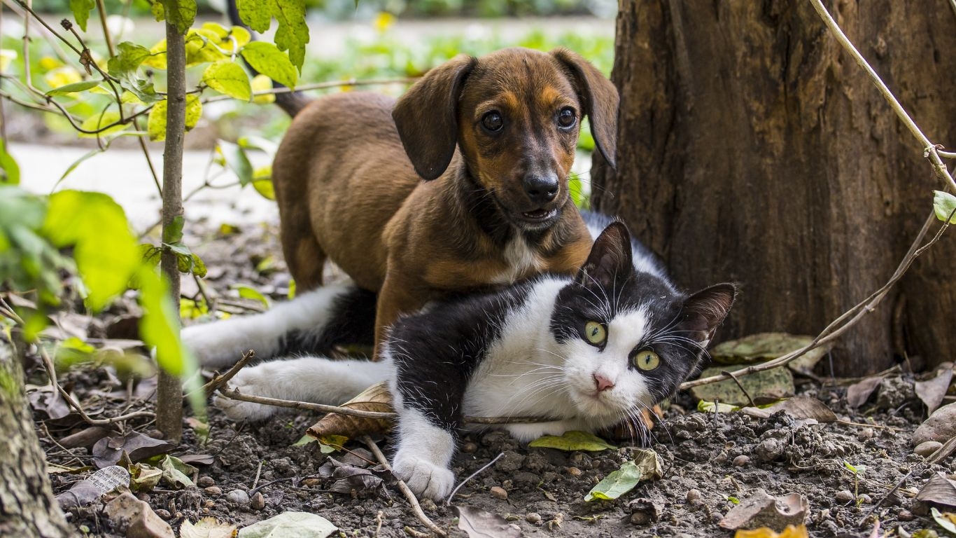 Voorkom onnodig ontwormen bij hond en kat
