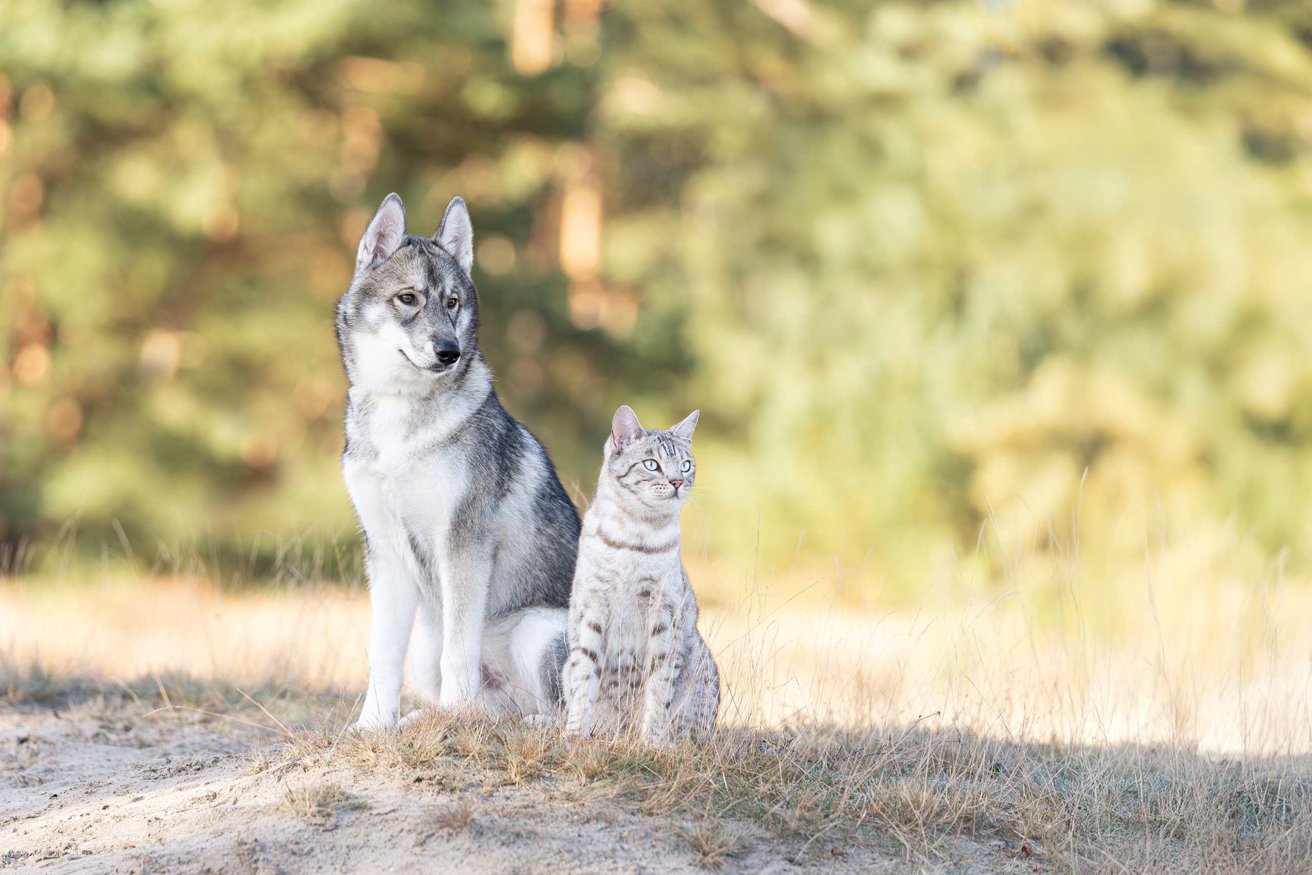 Hond en kat 2025 sfeerfoto