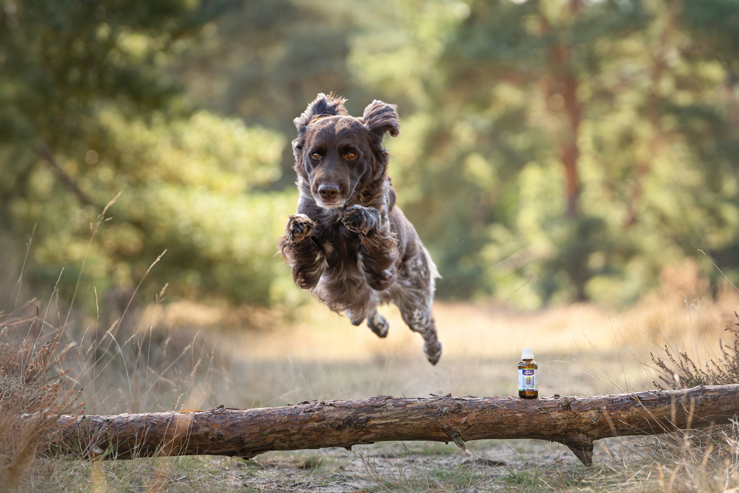 Hond 2025 sfeerfoto (2)