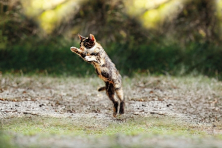 Artrose bij katten afbeelding