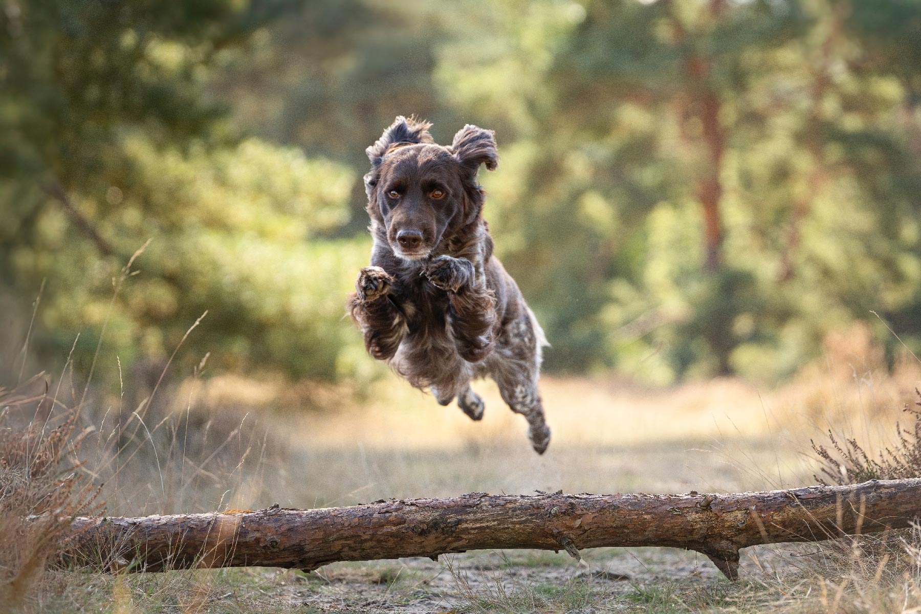 samen-soepel-bewegen-hond