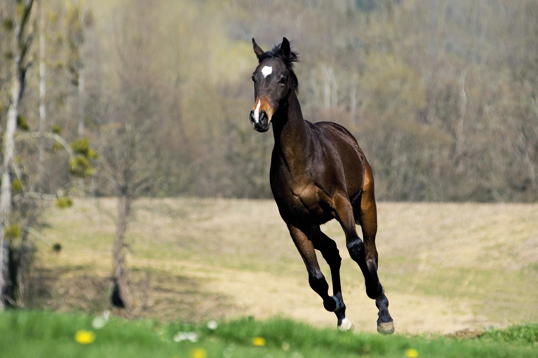 samen-soepel-bewegen-paard