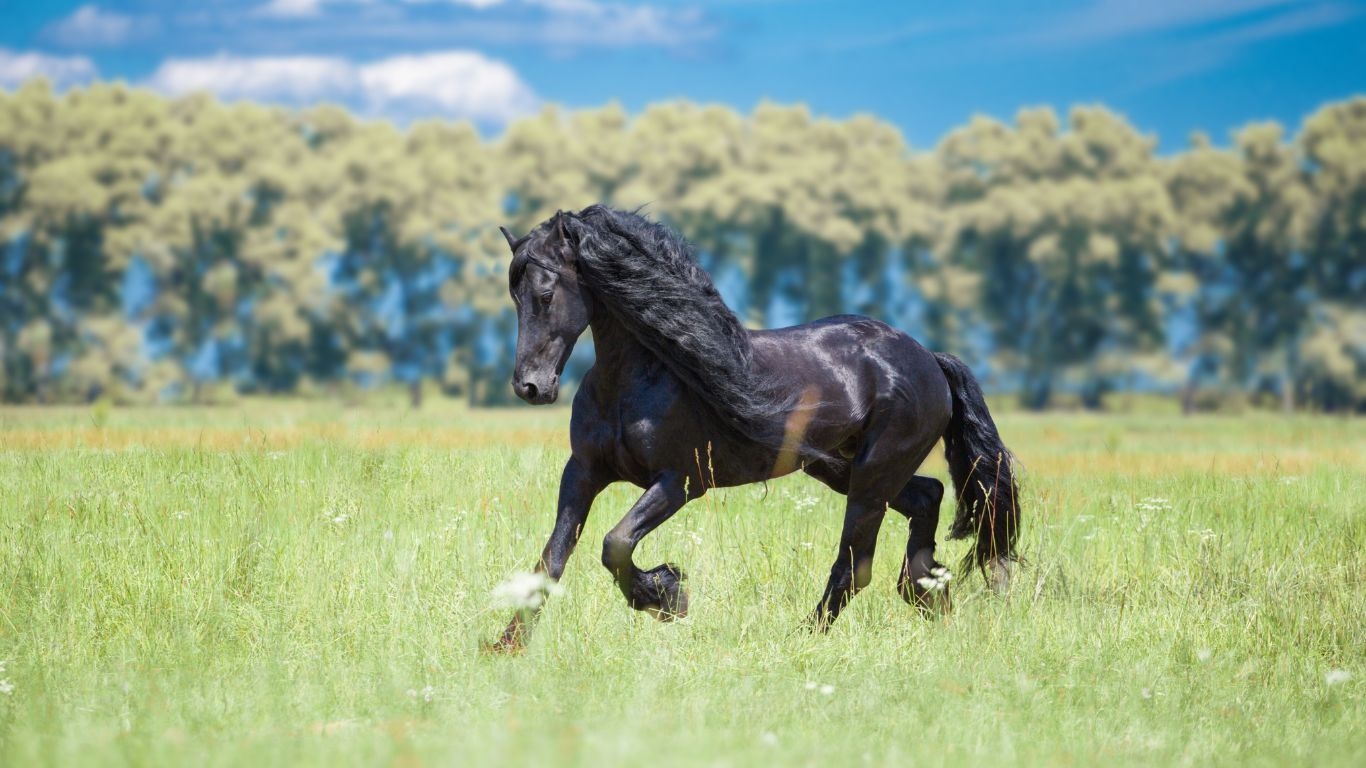 mag-mijn-paard-olie