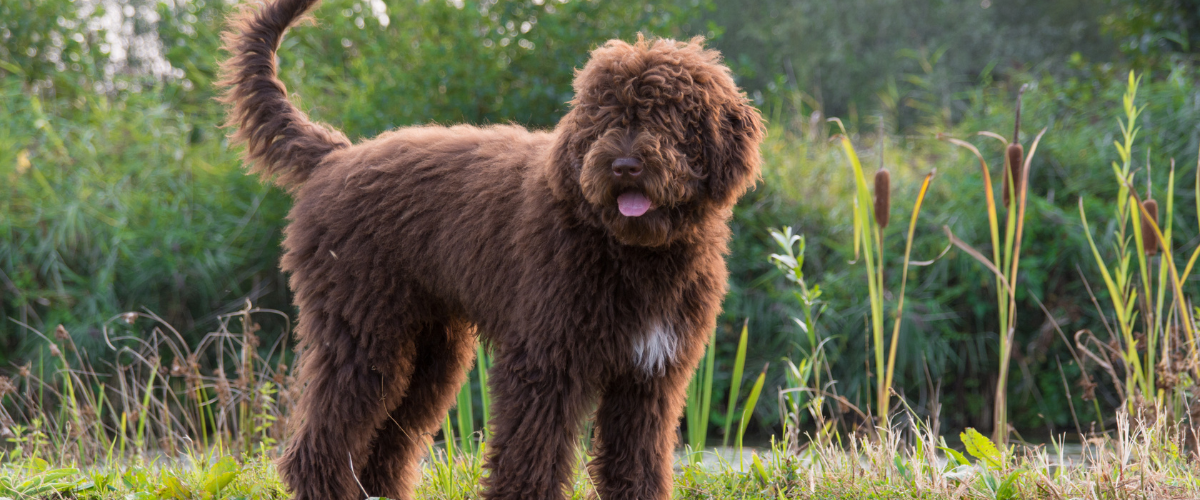 Onverklaarbare-jeuk-hond