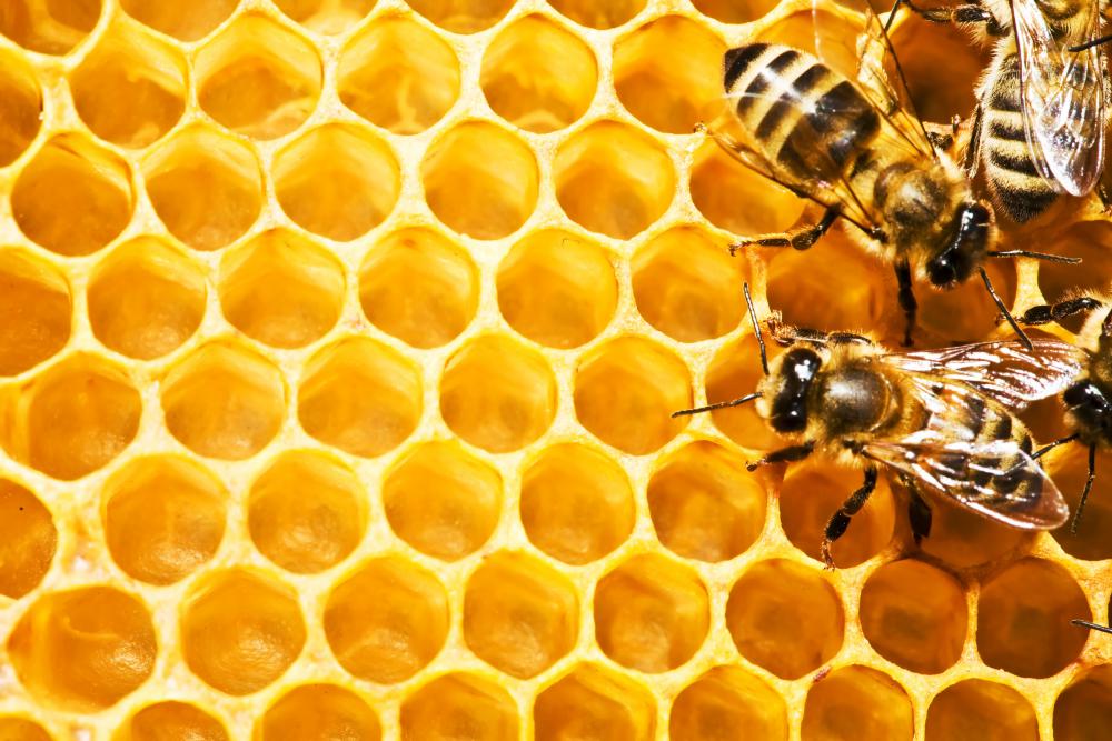 bijen honing shutterstock 5922463