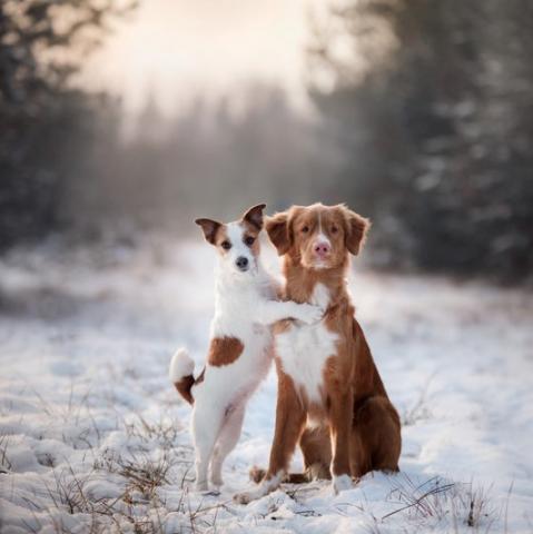 honden in de winter