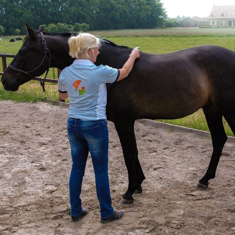 In met... Marian van Eijck van Natuurlijk Paarden Praktijk en Guasha NML health